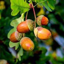 Acorn