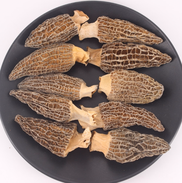 Morchella esculenta & spp.